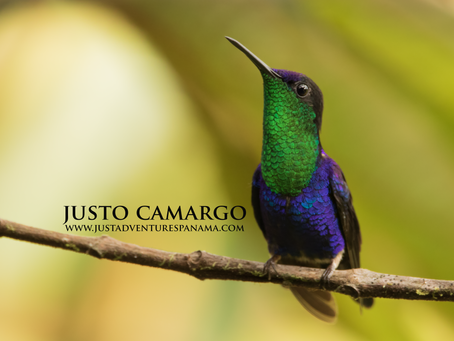The Violet-Crowned Wonder: A Glimpse into the Life of Thalurania colombica