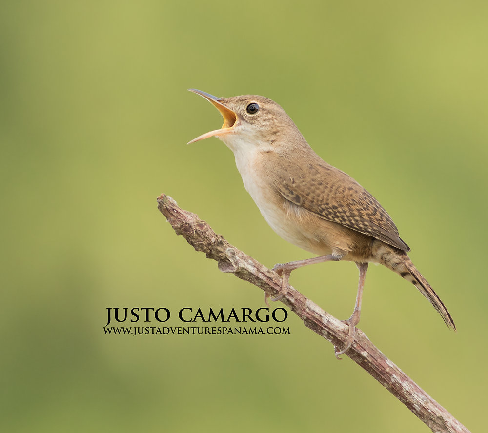 The House Wren's Singing Behavior