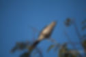 Tropical Mockingbird