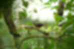 Slaty-winged Foliage-Gleaner