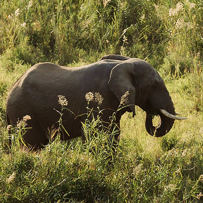 mFulaWozi_CaseyPratt-2256_edited_edited.jpg