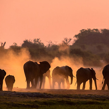13-elephant-wildlife-photo-by-andrew-schoeman.jpg