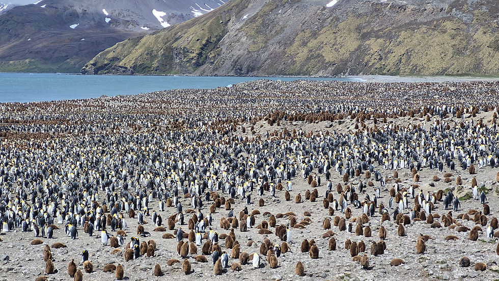 St Andrews Bay, South Georgia