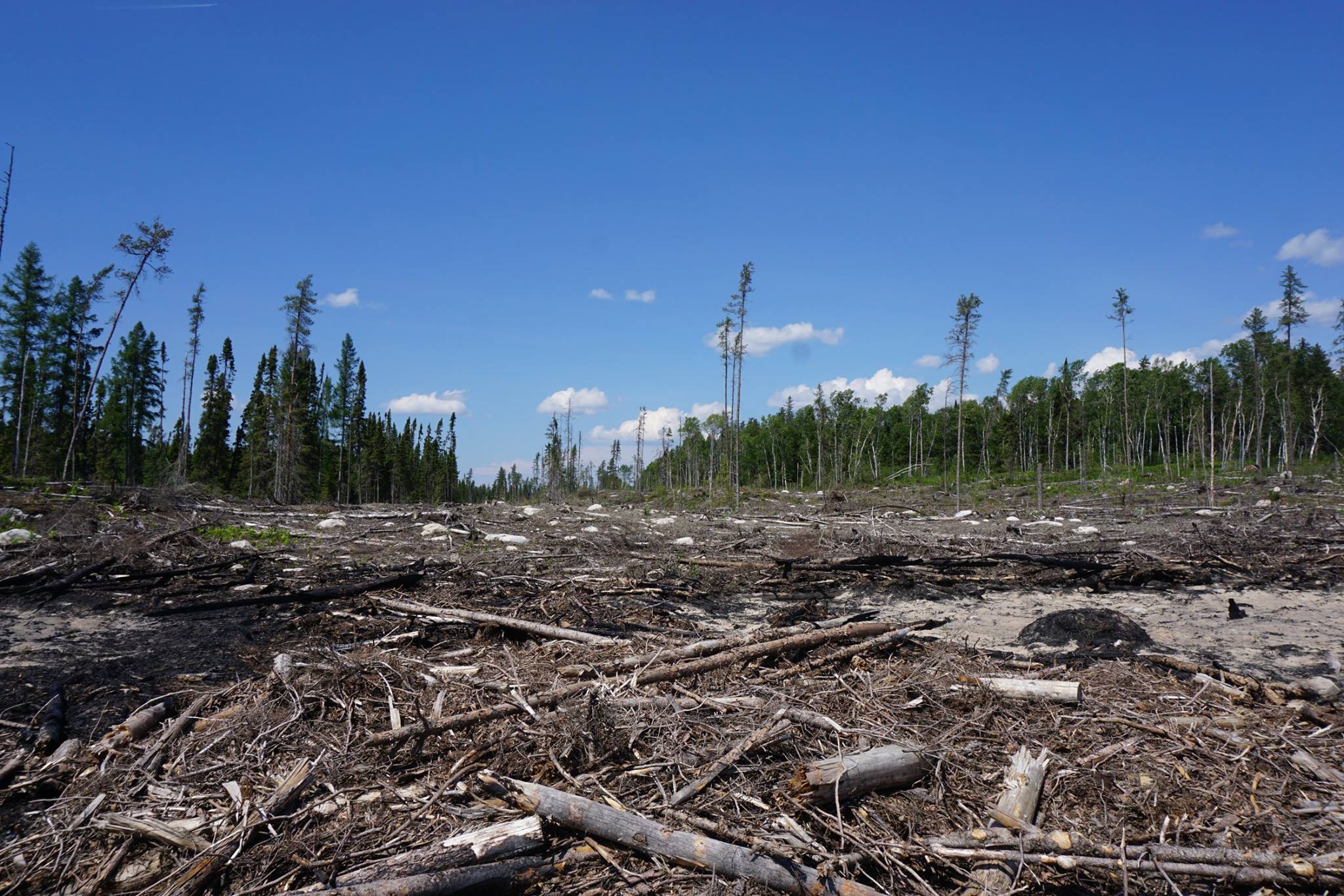 Tree Planting In Ontario Heritage Reforestation Inc.