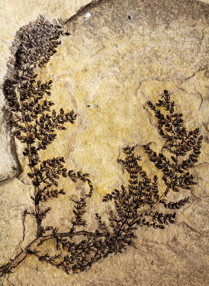 Paleobotanist identifies what could be the worlds first flower