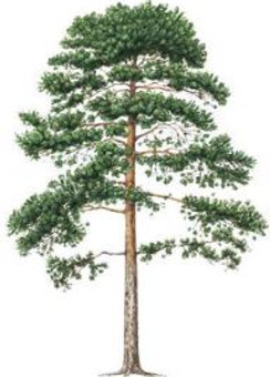 Waldkiefer.JPG