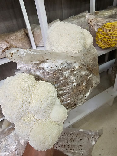 Oyster Mushrooms Growing