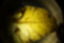 DSC07338.JPG