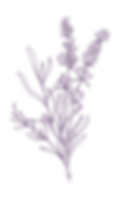 Lavender Isolated