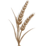 IMG_0647.png