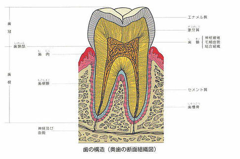 歯の構造.jpeg