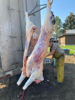 LOCKER BEEF HARVEST DAY