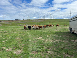 Bull delivery trip to Wasco