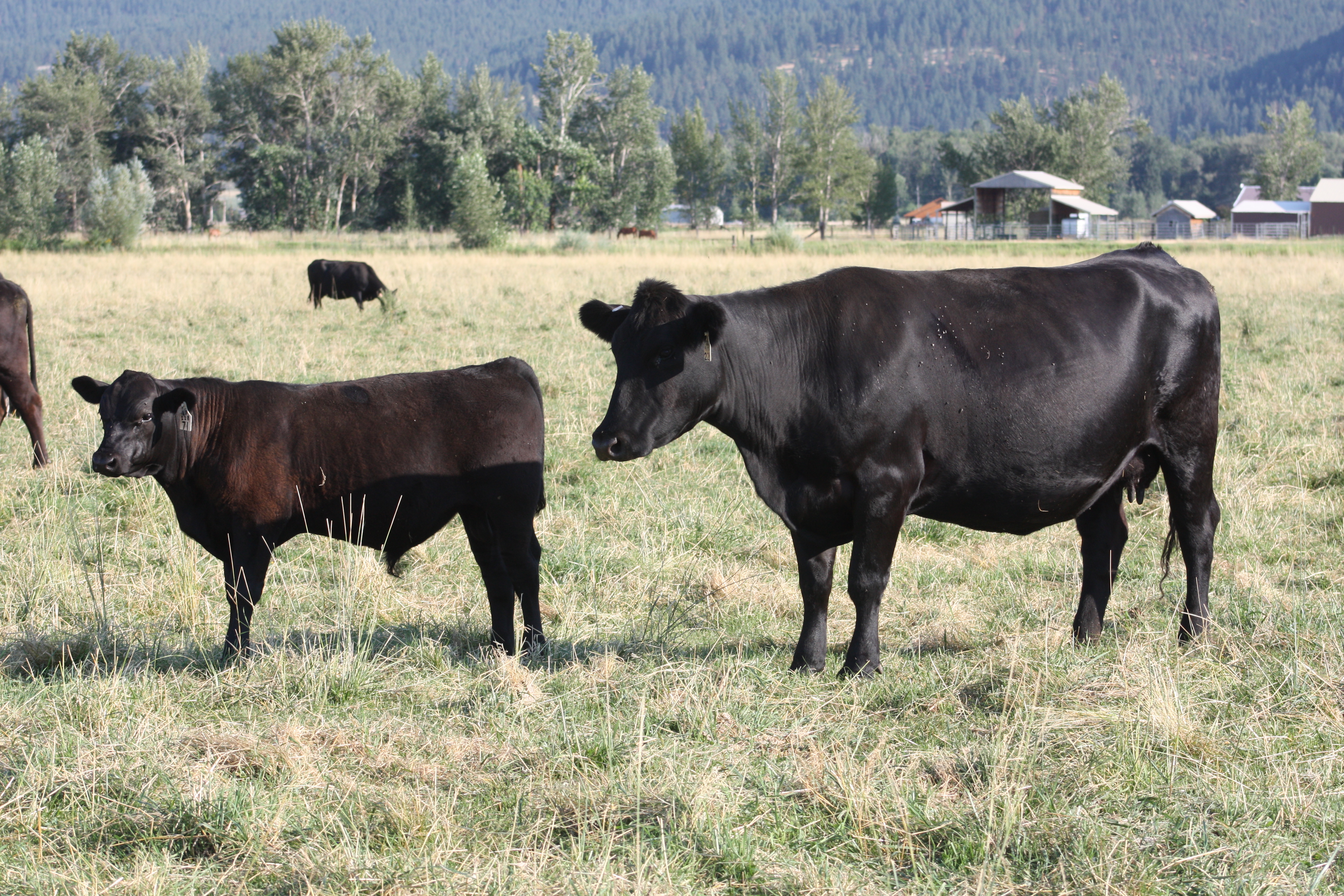 228 with ET 307R bull "Puddles"