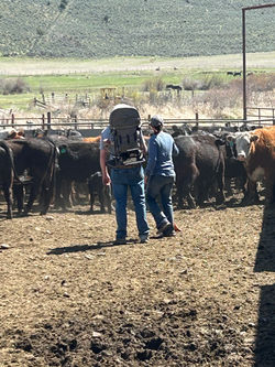 Evan and Cass sorting with Land riding along
