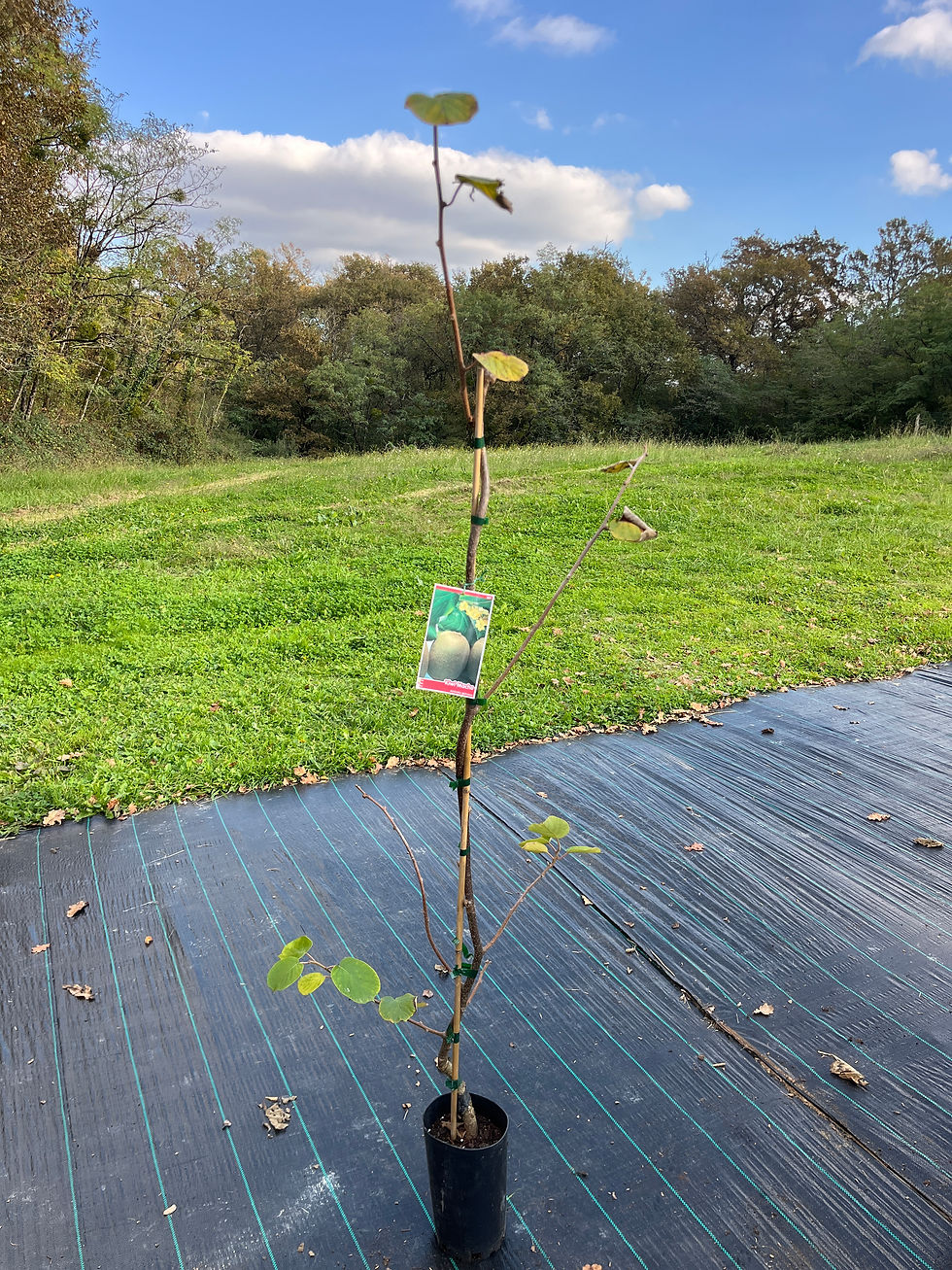 Kiwi vert 'tomuri' mâle hayward 140cm