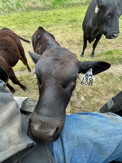 Curious Black Mass bull calf