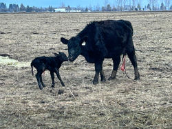 First calf of 2024