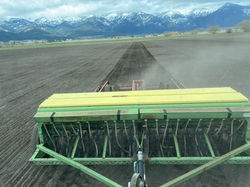 PLANTING NEW GRASS