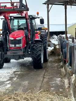 WALKER FEEDING BULL CALVES