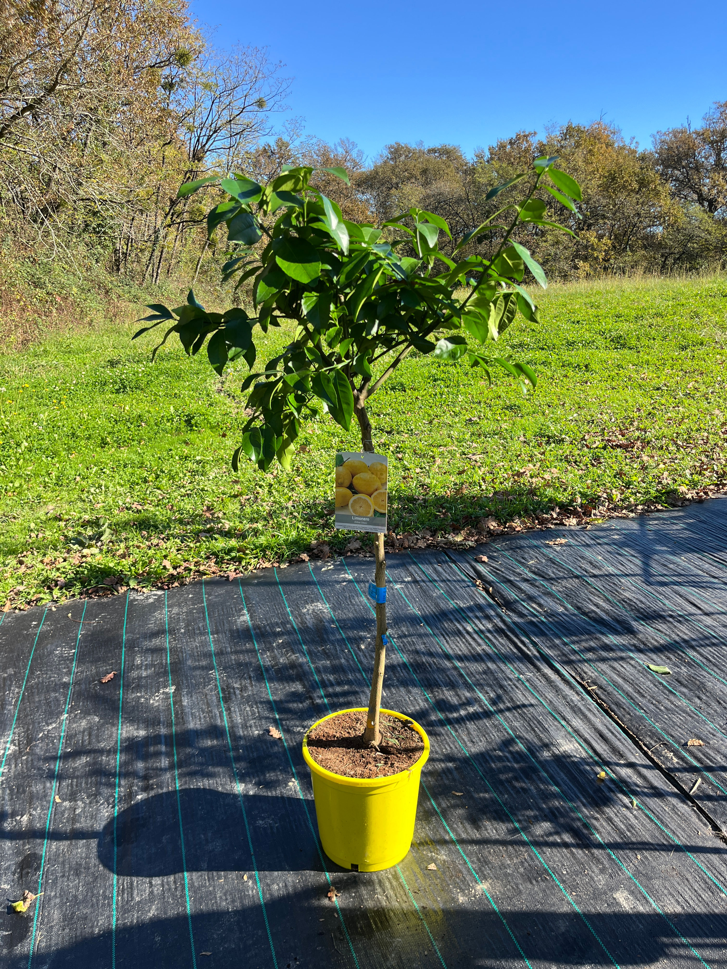 Citronnier jaune 4 saisons 'eureka'