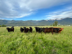 Breeding and Summer Camp attendees from Hereford