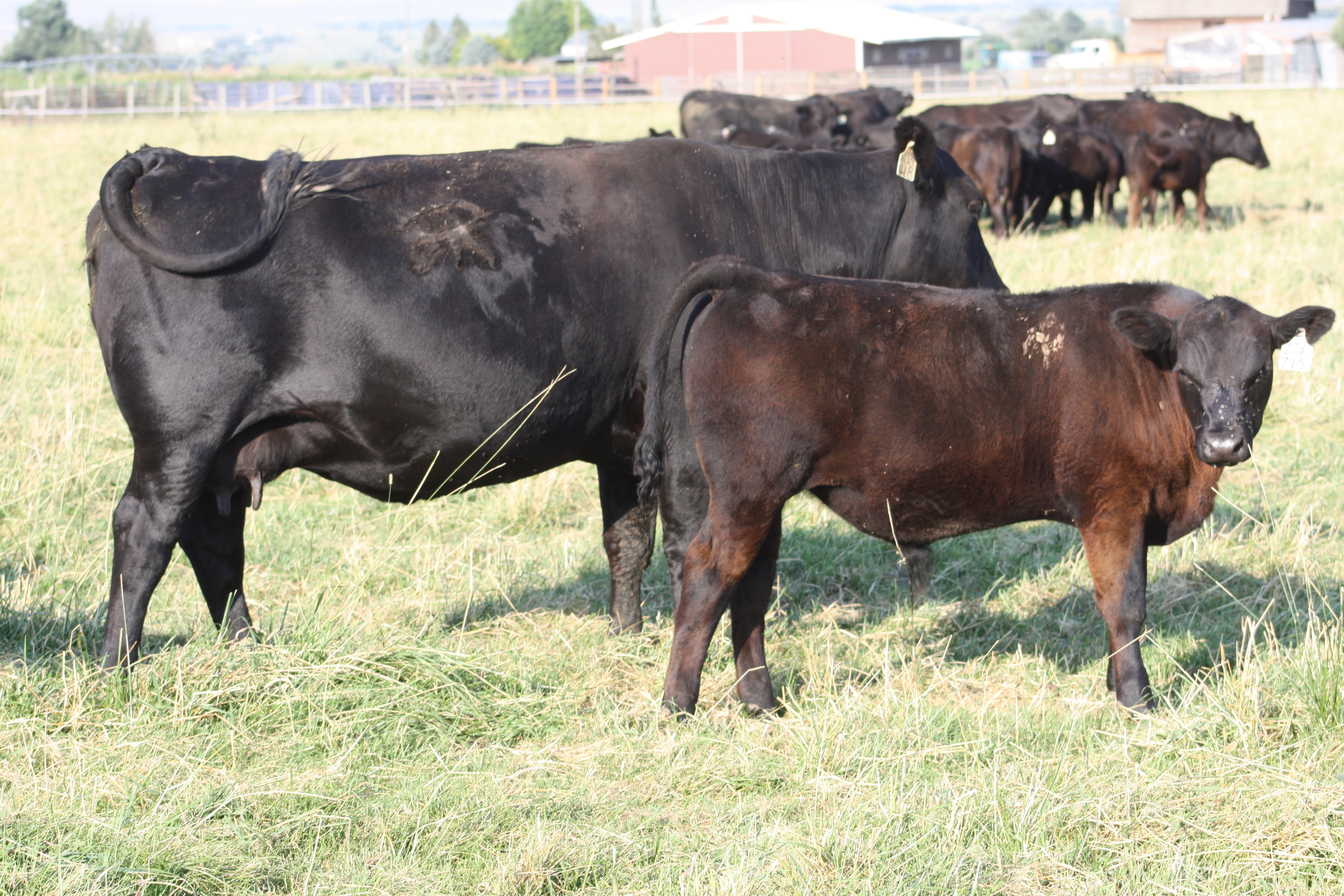018 with Ambush 2172 calf