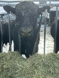 2022 GDAR RAINMAKER 340 SON