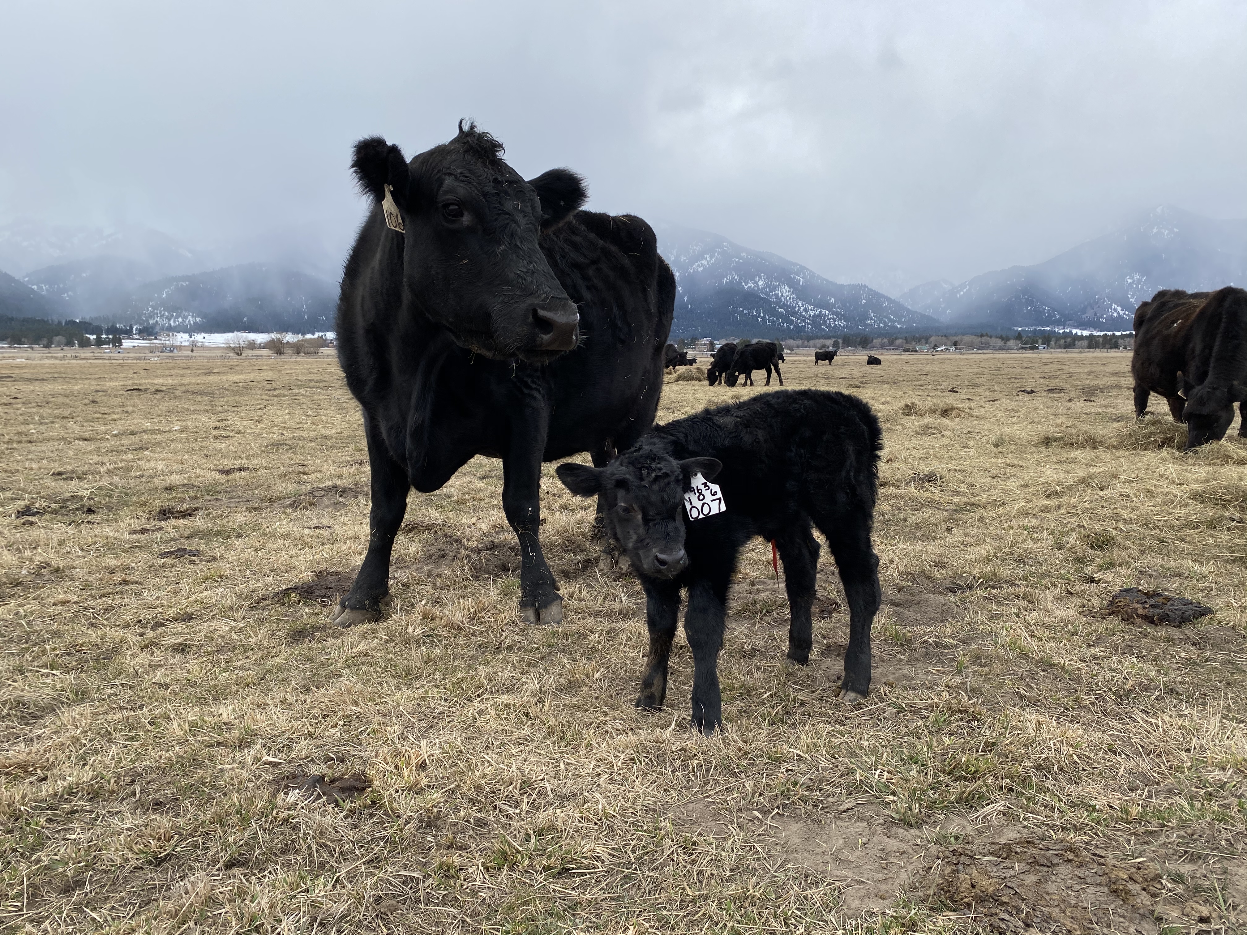 HE GOES BY...BOND 007!! 106 WITH HER BULL BY TC DIVIDEND 963
