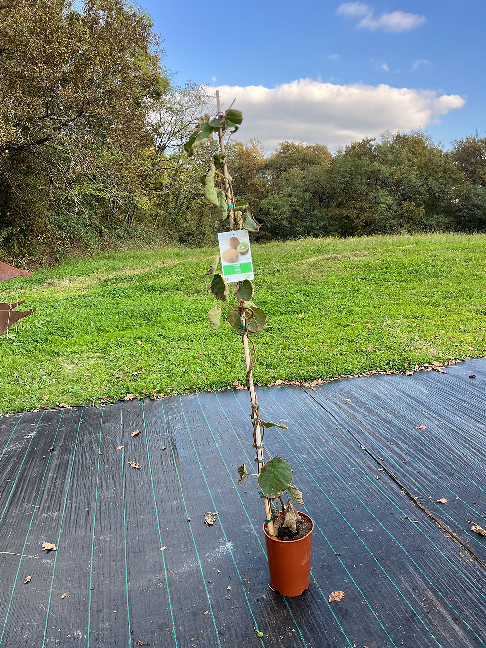 Kiwi vert 'hayward' femelle