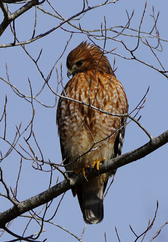DSC00418 hawk beautiful single website.jpg