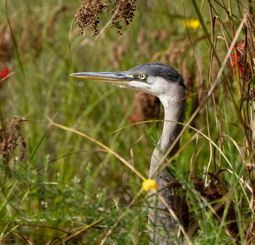 _DSC9346 blue heron with cardinal flower.jpg