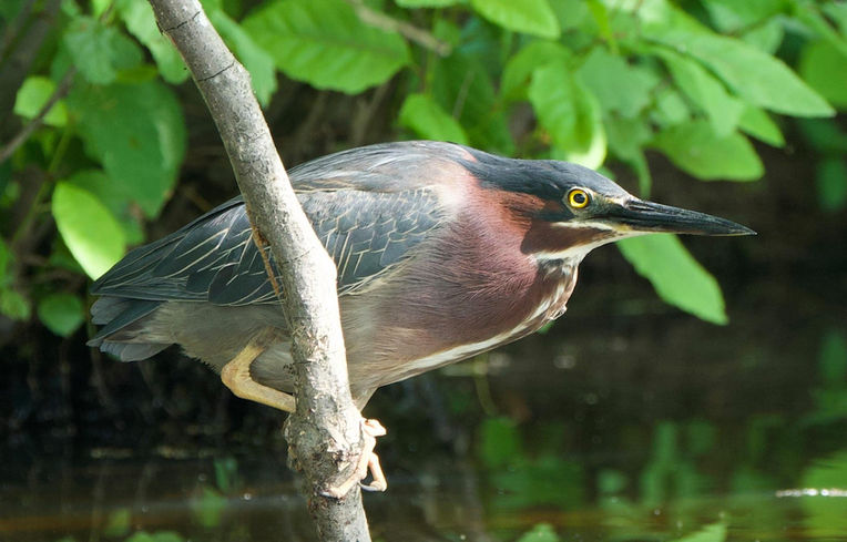 Green Heron.jpeg