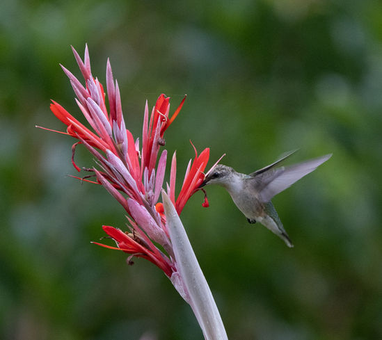 _DSC7544. Hummingbird red canna nice website.jpg