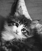 AbraCadaBra des Amours des Fées_Fr - Femelle née le 01_09_2025 - Rozéria des Amours des Fé