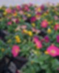 Combo Planters at The Grove Greenhouse.jpg
