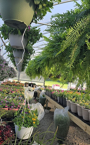 Ferns & Annuals & Hanging Basket at The Grove Greenhouse.jpg