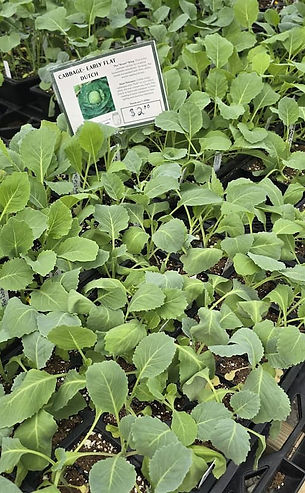 Cabbage Starts at The Grove Greenhouse - Annvile, KY.jpg