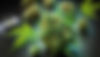 FLEUR2CBD-Vente-de-CBD,-THC+,-HHCPO----TCH+-MASTER.jpg