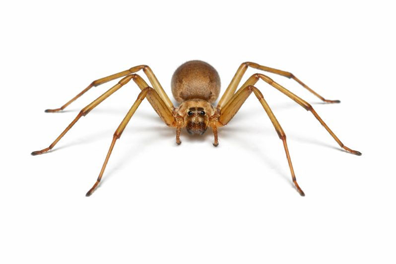 Light to dark brown spider with long legs and a violin-shaped marking on the body.