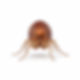 Small dark brown jumping insect with a flattened body that feeds on human blood.