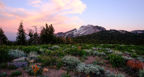 Field with flowers and mountain at sunset, MOPS article by Kelley Gray, LPC