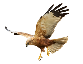 Birds - Mix flying Common Raven (Corvus corax), Common Buzzard (Buteo buteo) and Marsh Har