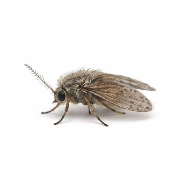 Small fuzzy gray fly with moth-like wings commonly found around drains and damp organic matter.