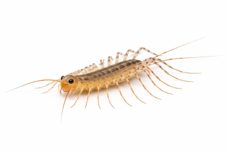 Fast-moving centipede with a narrow body and very long delicate legs.