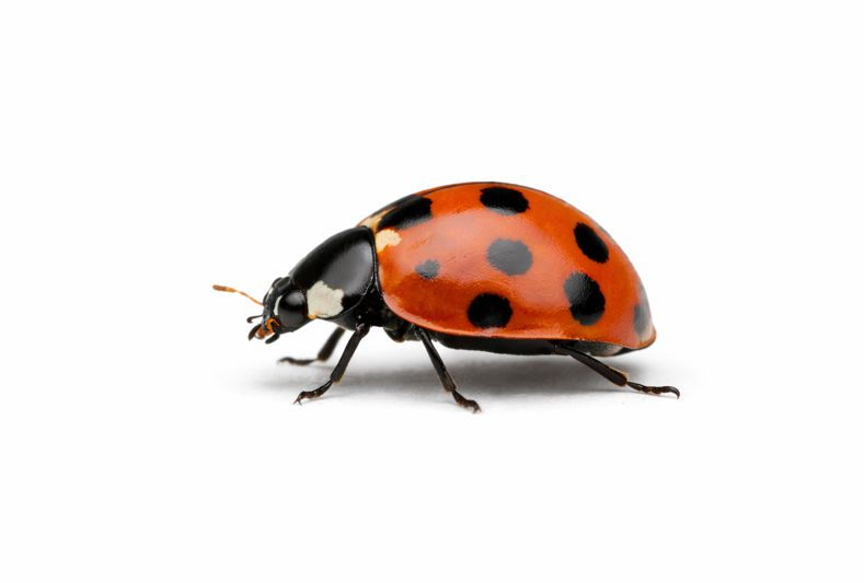 Small orange-red beetle with black spots and a dome-shaped body often found on plants and inside homes.