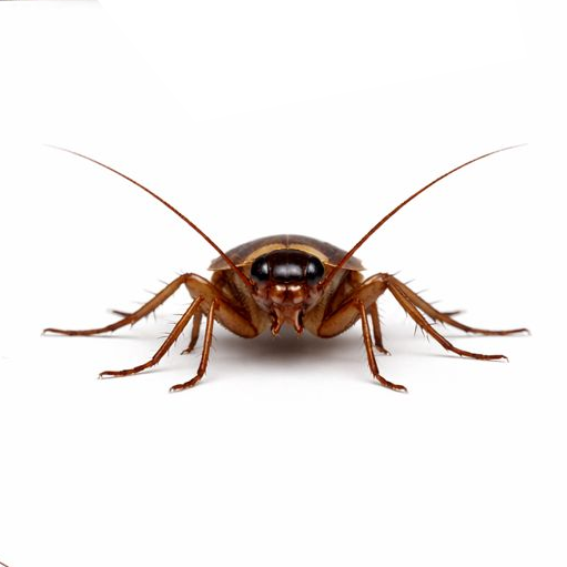 Large reddish-brown cockroach with long antennae and a flattened oval body commonly found in warm indoor environments.