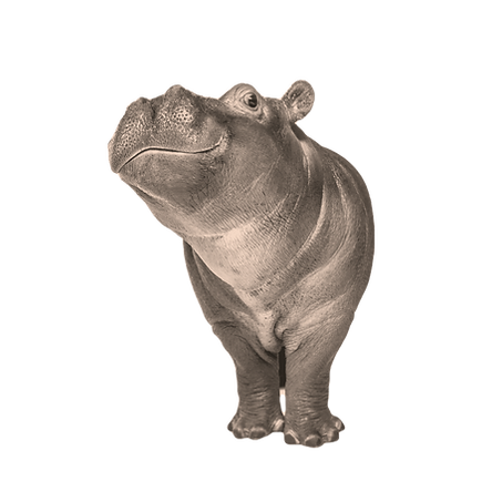 Hippo calf, 3 months old, isolated, Hippopotamus amphibius_edited_edited.png