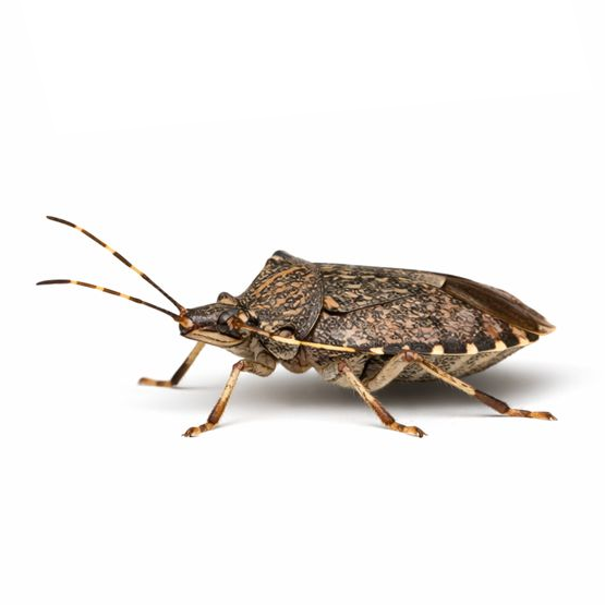 Shield-shaped brown bug with mottled markings and banded antennae that releases a strong odor when disturbed.