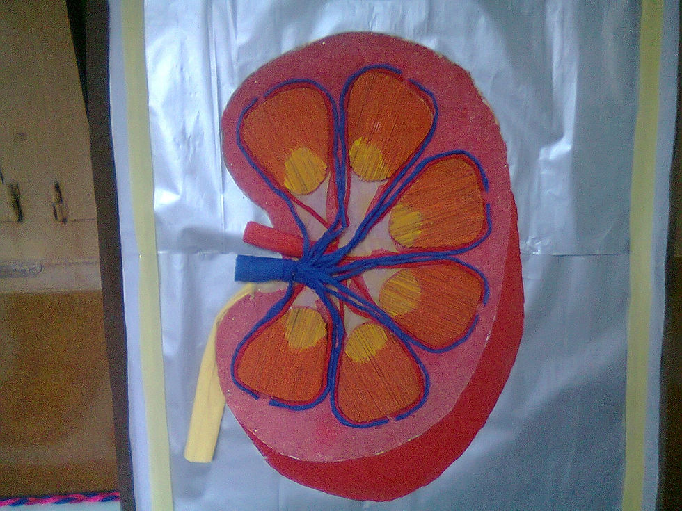 HUMAN KIDNEY